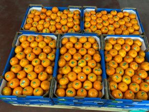 La mandarine Orri est arrivée - KSC France