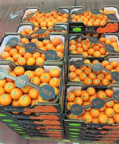 Mandarine Orri KSC Jaffa