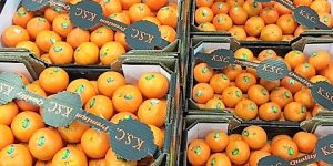 Mandarine Orri KSC Jaffa